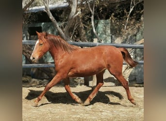 Andalusier, Wallach, 2 Jahre, 162 cm, Fuchs