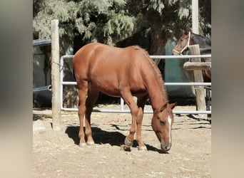 Andalusier, Wallach, 2 Jahre, 162 cm, Fuchs