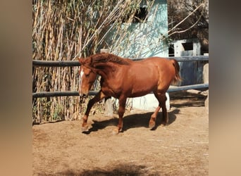 Andalusier, Wallach, 2 Jahre, 162 cm, Fuchs