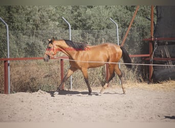 Andalusier, Wallach, 2 Jahre, Falbe