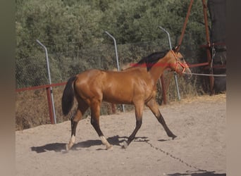 Andalusier, Wallach, 2 Jahre, Falbe