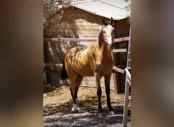 Andalusier, Wallach, 2 Jahre, Falbe