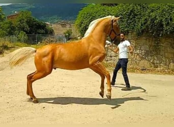 Andalusier, Wallach, 2 Jahre, Palomino