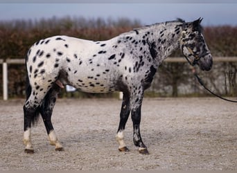 Andalusier, Wallach, 3 Jahre, 144 cm, Tigerschecke