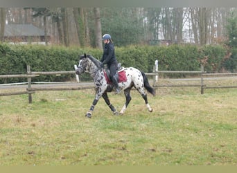 Andalusier, Wallach, 3 Jahre, 144 cm, Tigerschecke