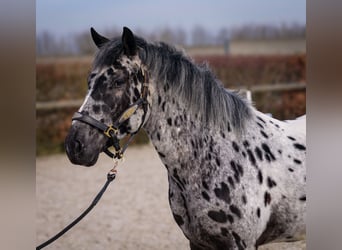 Andalusier, Wallach, 3 Jahre, 144 cm, Tigerschecke