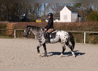 Andalusier, Wallach, 3 Jahre, 144 cm, Tigerschecke