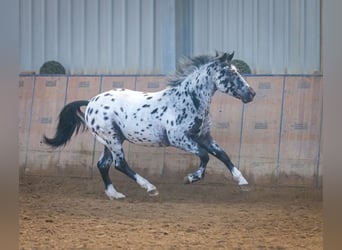 Andalusier, Wallach, 3 Jahre, 144 cm, Tigerschecke