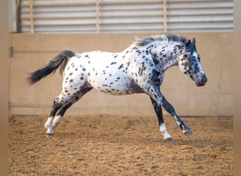 Andalusier, Wallach, 3 Jahre, 144 cm, Tigerschecke