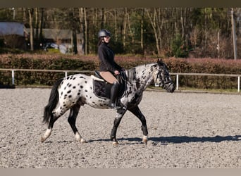 Andalusier, Wallach, 3 Jahre, 144 cm, Tigerschecke