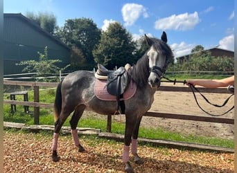 Andalusier Mix, Wallach, 3 Jahre, 148 cm, Apfelschimmel