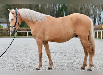 Andalusier, Wallach, 3 Jahre, 148 cm, Palomino