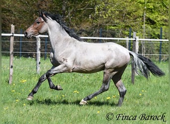 Andalusier, Wallach, 3 Jahre, 148 cm, Roan-Bay