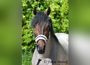 Andalusier, Wallach, 3 Jahre, 148 cm, Roan-Bay