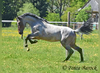Andalusier, Wallach, 3 Jahre, 148 cm, Roan-Bay