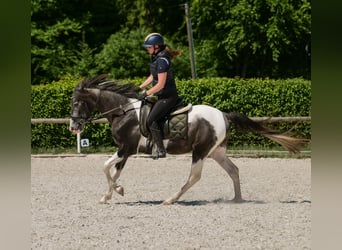 Andalusier, Wallach, 3 Jahre, 148 cm, Schecke