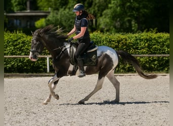 Andalusier, Wallach, 3 Jahre, 148 cm, Schecke