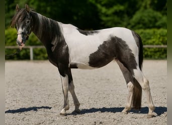 Andalusier, Wallach, 3 Jahre, 148 cm, Schecke
