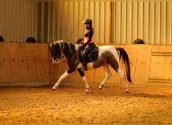 Andalusier, Wallach, 3 Jahre, 148 cm, Schecke