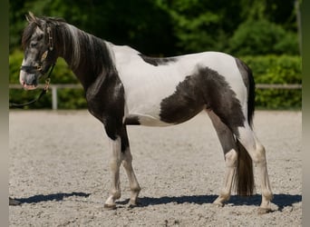 Andalusier, Wallach, 3 Jahre, 148 cm, Schecke