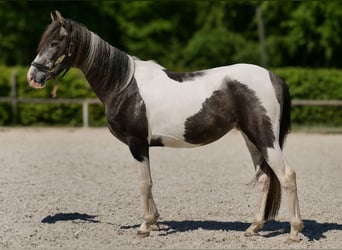 Andalusier, Wallach, 3 Jahre, 148 cm, Schecke