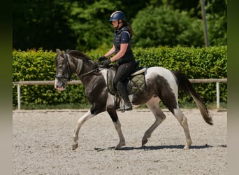 Andalusier, Wallach, 3 Jahre, 148 cm, Schecke