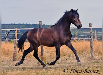 Andalusier, Wallach, 3 Jahre, 148 cm, Schwarzbrauner