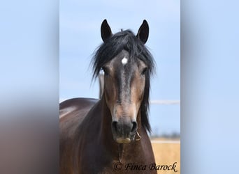 Andalusier, Wallach, 3 Jahre, 148 cm, Schwarzbrauner