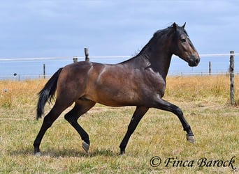 Andalusier, Wallach, 3 Jahre, 148 cm, Schwarzbrauner