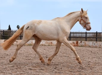 Andalusier, Wallach, 3 Jahre, 150 cm, Cremello