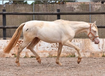 Andalusier, Wallach, 3 Jahre, 150 cm, Cremello