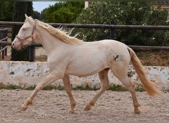 Andalusier, Wallach, 3 Jahre, 150 cm, Cremello