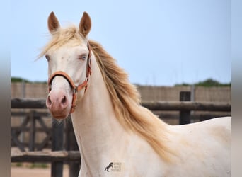 Andalusier, Wallach, 3 Jahre, 150 cm, Cremello