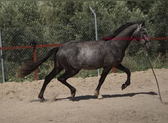 Andalusier, Wallach, 3 Jahre, 150 cm, Schimmel