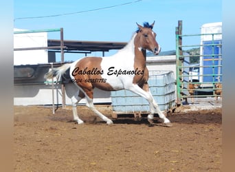 Andalusier, Wallach, 3 Jahre, 151 cm, Schecke