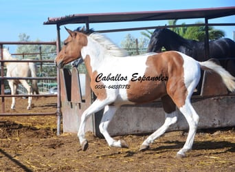 Andalusier, Wallach, 3 Jahre, 151 cm, Schecke