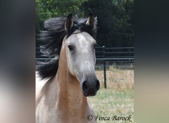 Andalusier, Wallach, 3 Jahre, 152 cm, Buckskin