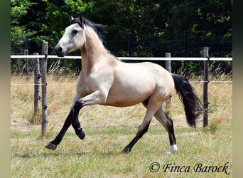 Andalusier, Wallach, 3 Jahre, 152 cm, Buckskin