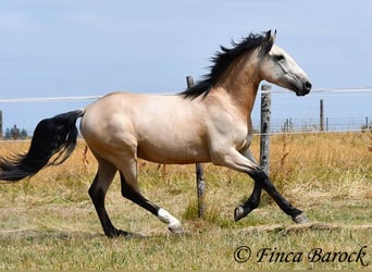 Andalusier, Wallach, 3 Jahre, 152 cm, Buckskin