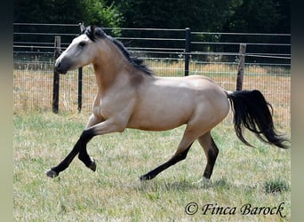 Andalusier, Wallach, 3 Jahre, 152 cm, Buckskin