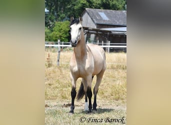 Andalusier, Wallach, 3 Jahre, 152 cm, Buckskin