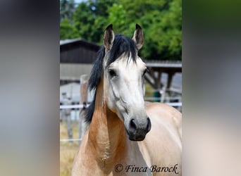 Andalusier, Wallach, 3 Jahre, 152 cm, Buckskin