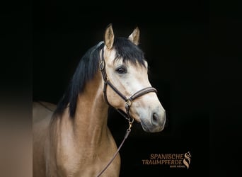 Andalusier Mix, Wallach, 3 Jahre, 152 cm, Falbe
