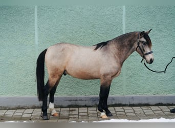 Andalusier, Wallach, 3 Jahre, 152 cm, Falbe
