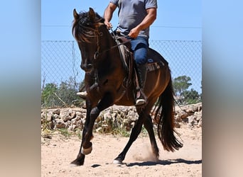 Andalusier, Wallach, 3 Jahre, 152 cm, Rappe