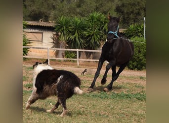 Andalusier, Wallach, 3 Jahre, 153 cm, Rappe