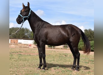 Andalusier, Wallach, 3 Jahre, 153 cm, Rappe