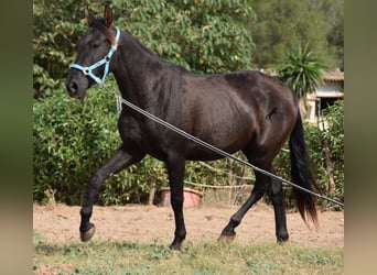 Andalusier, Wallach, 3 Jahre, 153 cm, Rappe