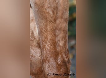 Andalusier, Wallach, 3 Jahre, 154 cm, Fuchs