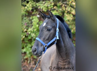 Andalusier, Wallach, 3 Jahre, 154 cm, Rappe